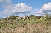 Vendicari nature reserve 